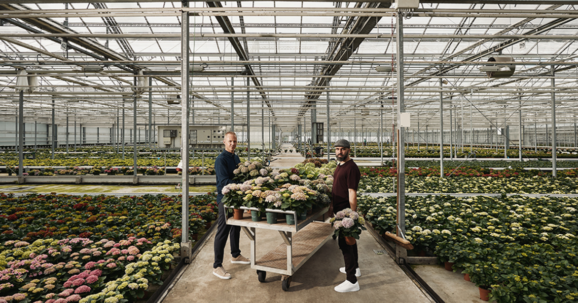 Links-en-rechts-The-Mastergrowers